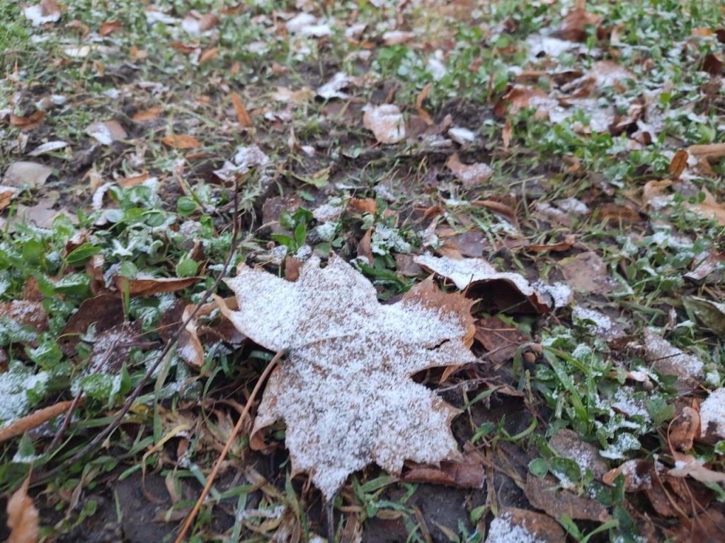 Погода в Подмосковье 20 ноября: ждать ли снега, заморозков и сильного ветра