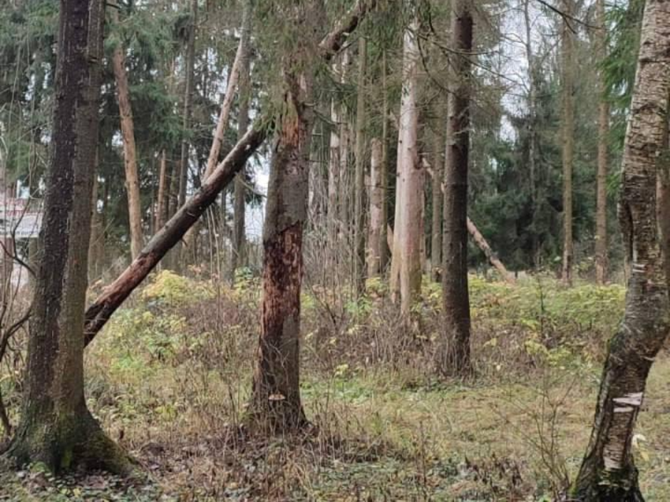 Старому Городку вернут здоровый лес: больные деревья уберут уже в 2026 году