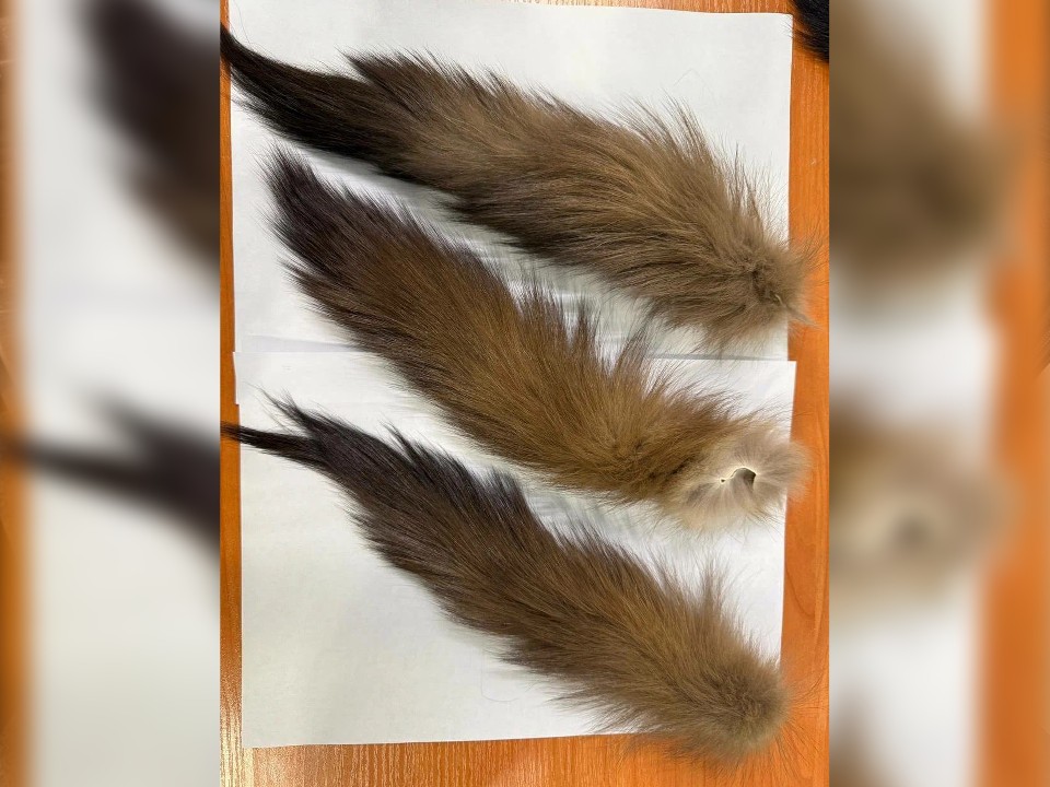 Таможенники обнаружили 7 тыс. куньих хвостов у пассажира в аэропорту Домодедово