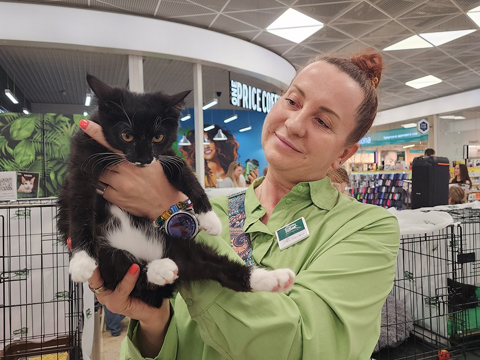 Взять в дом кота или собаку из приюта предложат жителям Пушкино на фестивале 29 ноября