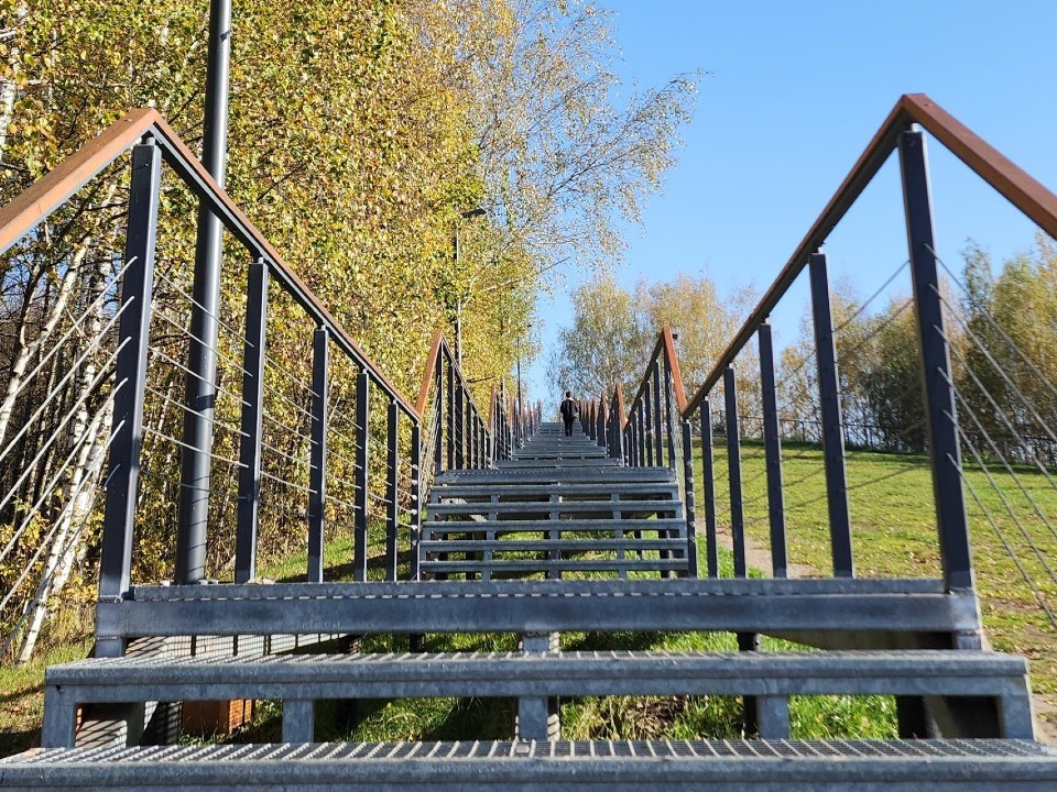 Жителям Электростали бесплатно раздадут саженцы кедров