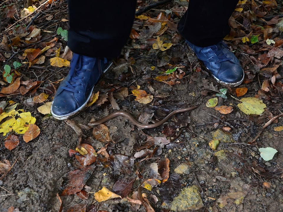 Опасно ли находить зимующих змей на даче в Подмосковье: мнение специалиста