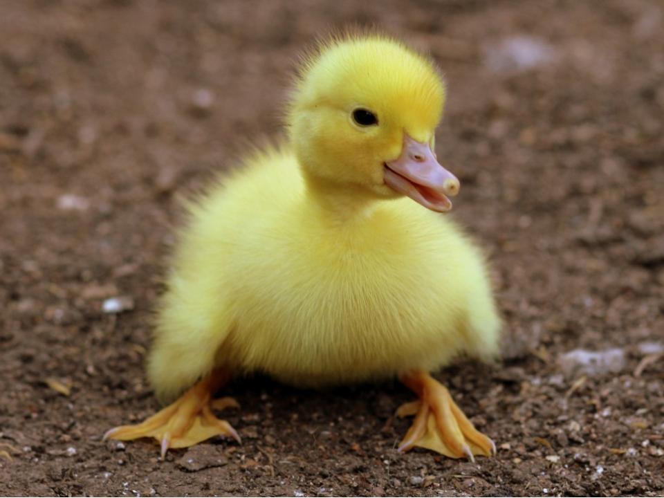 Гадкий утенок или талисман удачи? Как жители двора спасли птицу редкой породы от голодной смерти