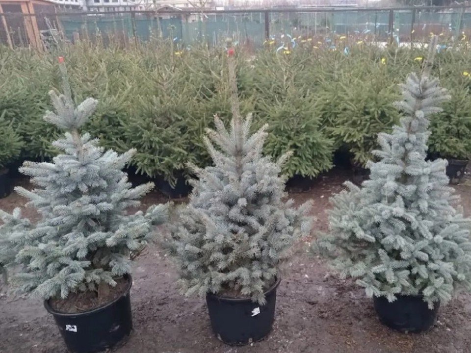 Не придется выбрасывать после праздника: преимущества покупки живой ели в горшке