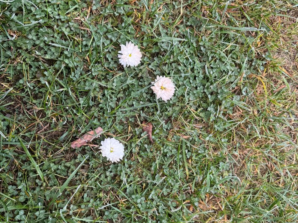 «Весенний» сюрприз в ноябре: под Истрой зацвели маргаритки