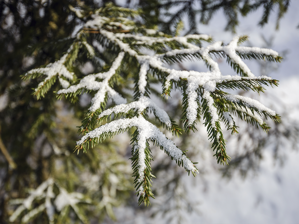 Погодные качели: после первого мороза в Подмосковье может прийти тепло, которого не было 85 лет