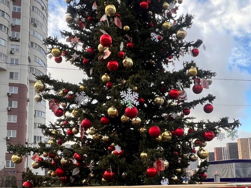 Елки-палки: как установить новогоднее дерево в своем дворе и не нарваться на штраф