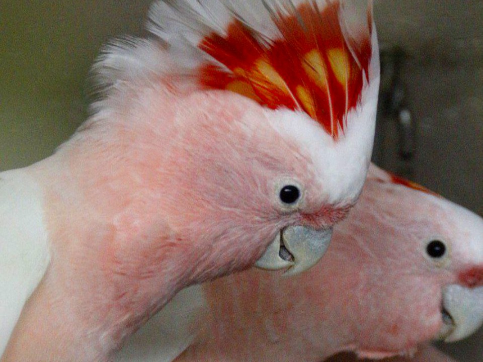 Похожие на индейцев редкие какаду инка поселились под Волоколамском