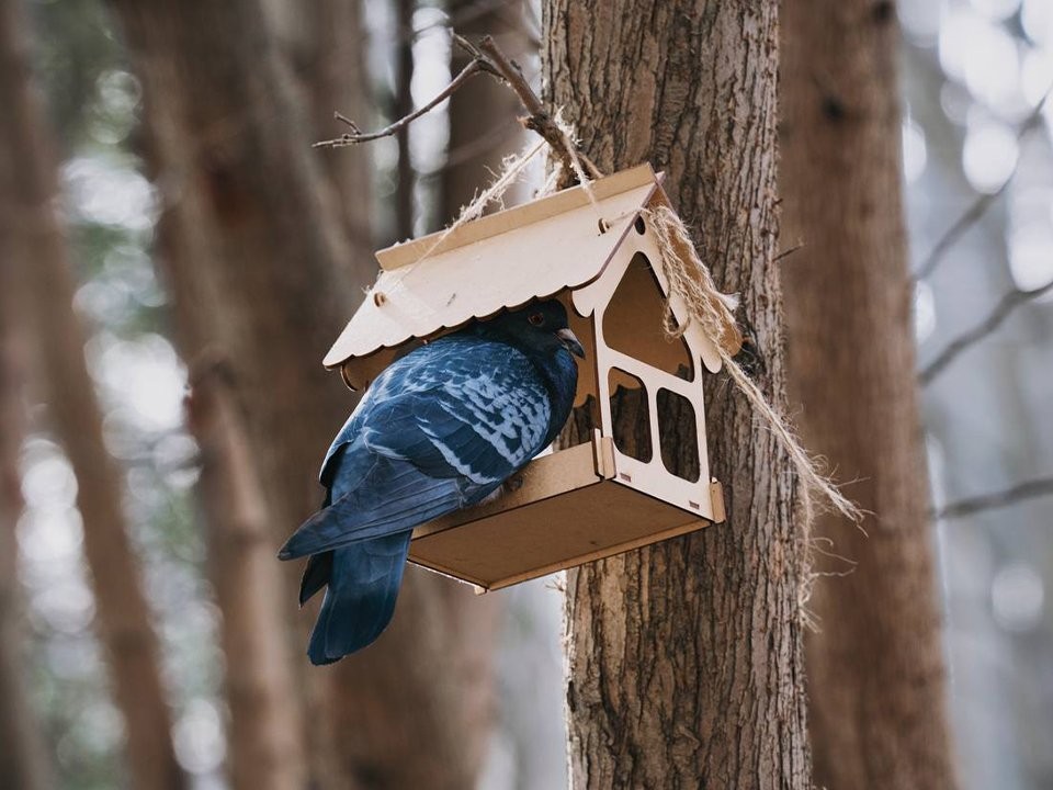 «Добивал голубя палкой»: живодеры учинили жестокую расправу над голубями в Балашихе