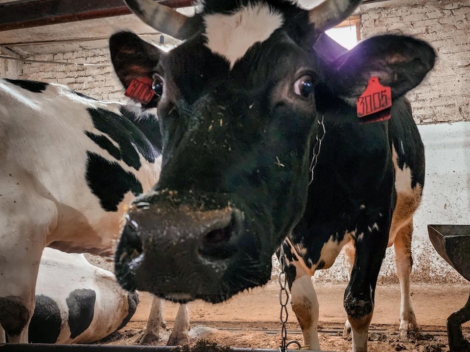 Рога и копыта: как проходит зимовье зверей в Бронницах