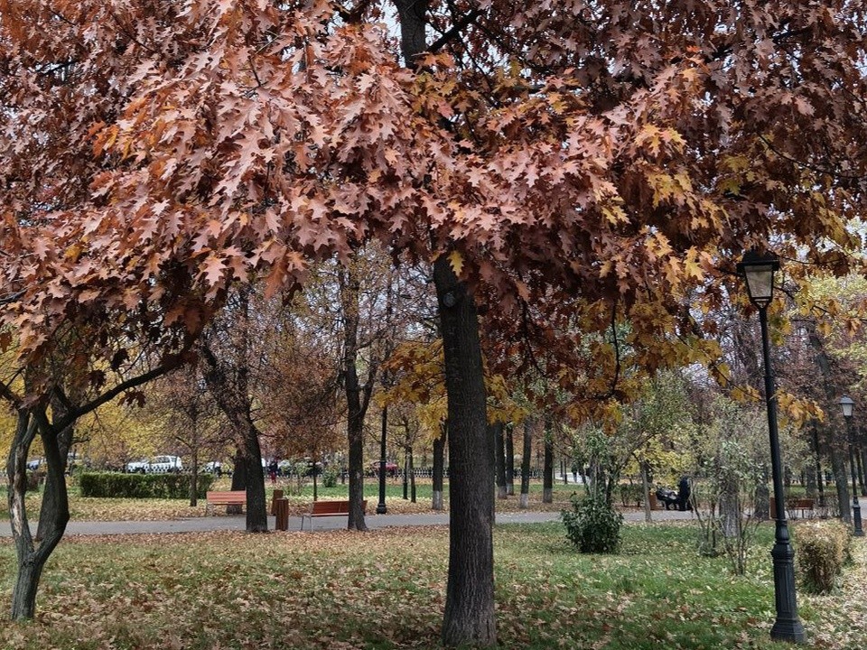 «На три года сядут точно!»: владелец Гребнева пригрозил тюрьмой за слухи о вырубке дуба