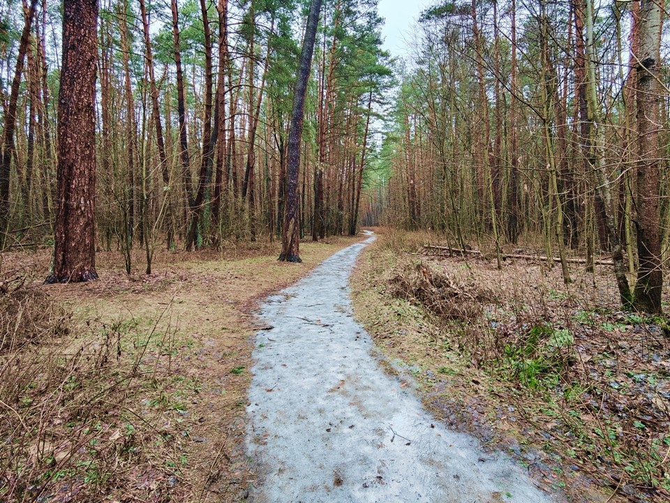 Синоптик Позднякова: устойчивого снежного покрова в Подмосковье не будет до конца декабря