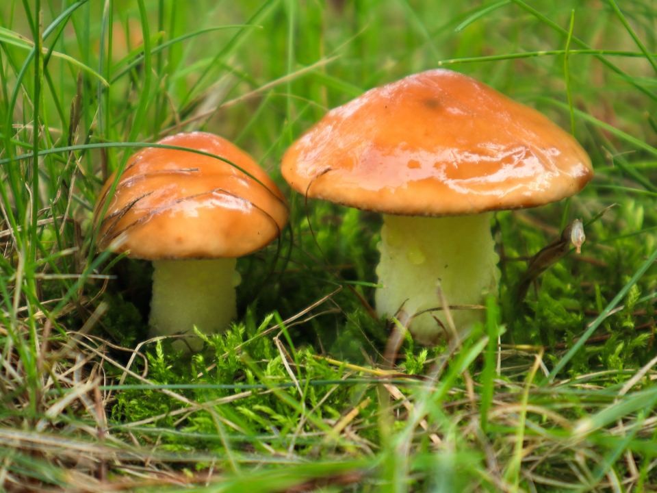 В Подмосковье продолжается грибной сезон: до Нового года можно собирать два вида грибов