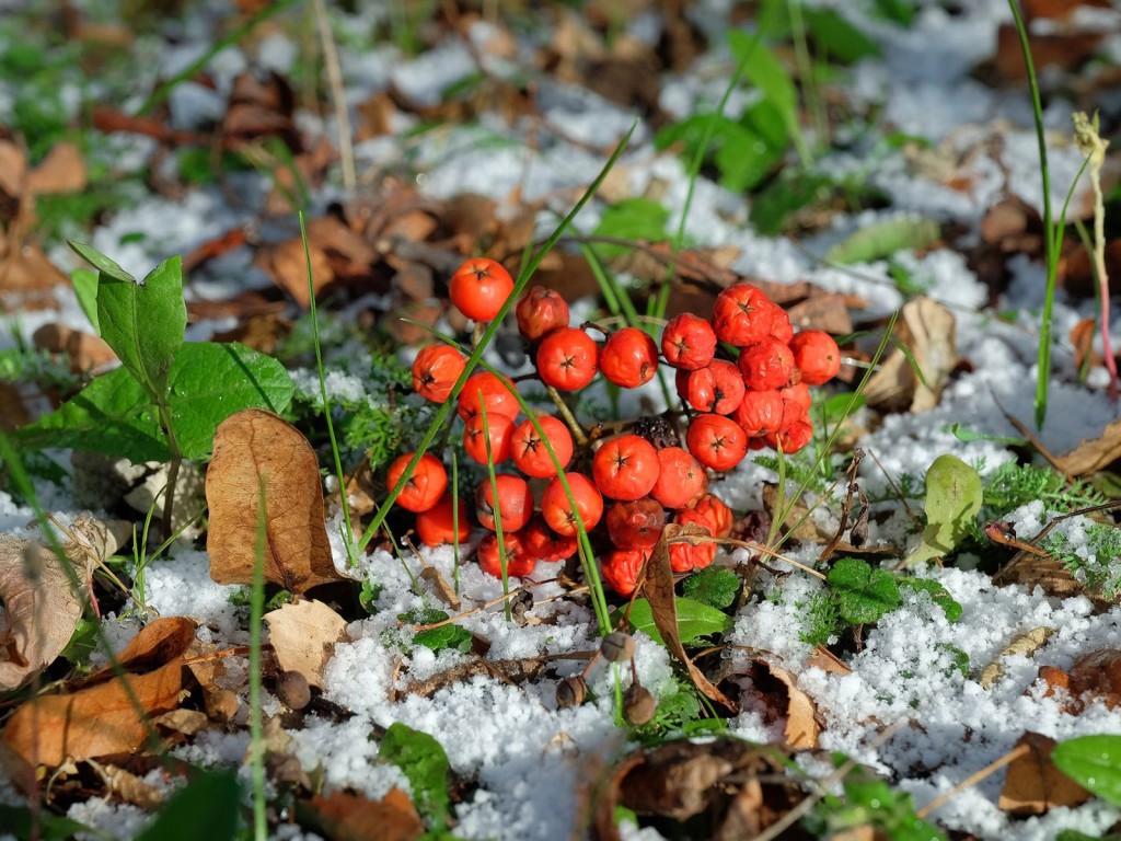 Мороз до -5 градусов ударит в Подмосковье в предстоящие выходные
