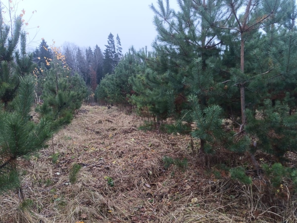 Лесничие Наро-Фоминска проводят оздоровление молодых сосняков под Новозыбинкой