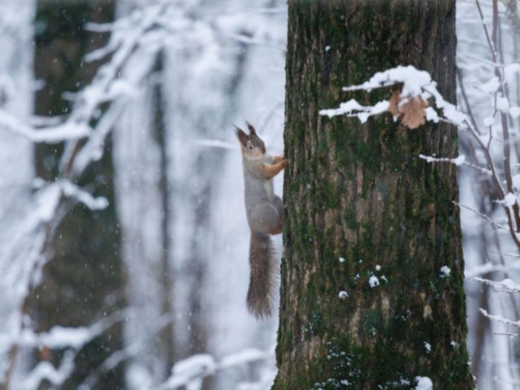Синоптик Позднякова спрогнозировала, когда Подмосковье засыплет снегом