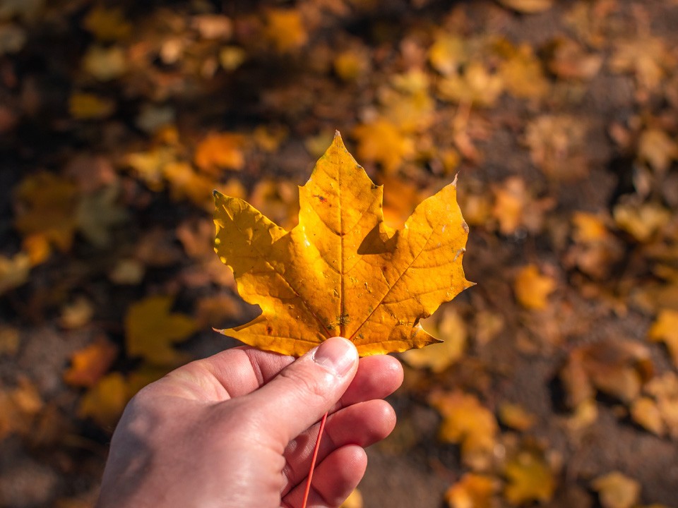 История одного прощения: Надпись «Ника, прости» из листьев в Балашихе взорвала интернет