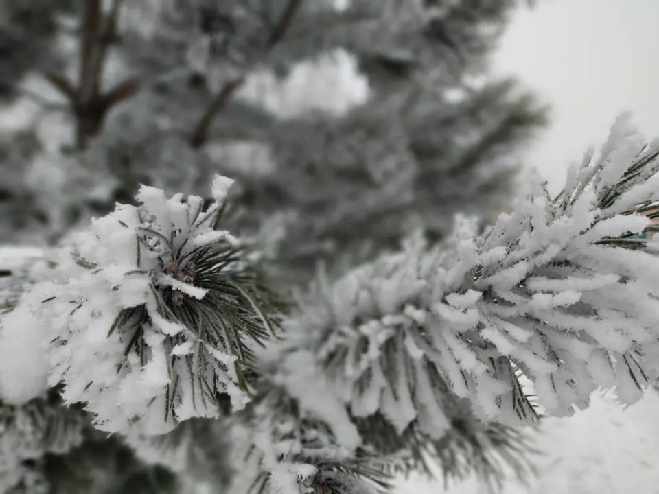 Стало известно, когда придет метеорологическая зима в Подмосковье