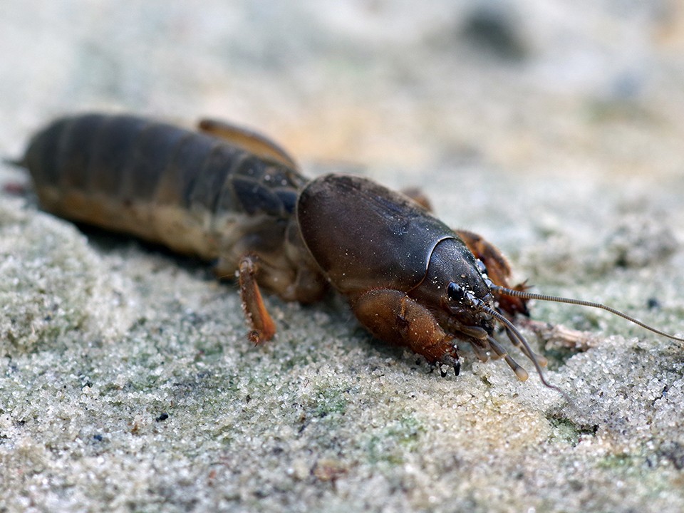 Уникальный вредитель: почему с медведкой нужно быть осторожным объяснил подмосковный агроном