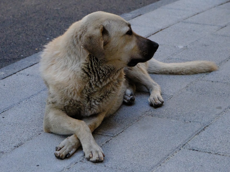 На станции Волоколамска появился настоящий Хатико