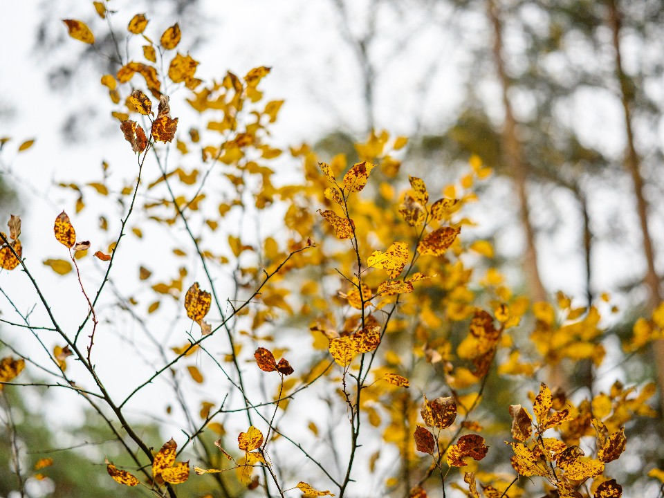 Ветер обрушится на Подмосковье: синоптики предупредили об опасном явлении 14 ноября