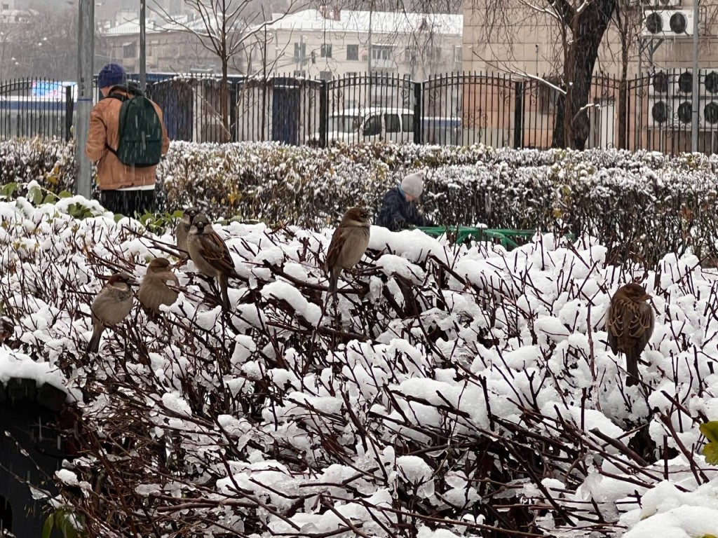 Зима в Москве стала короче на месяц: вердикт климатолога