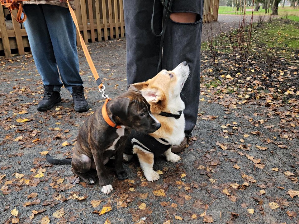 Десятки пушистых корги в Красноармейске присоединились к Дню народного единства