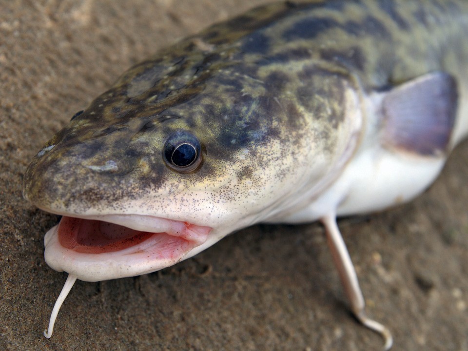 Искусство поймать хитреца: три наживки, которые обожает налим