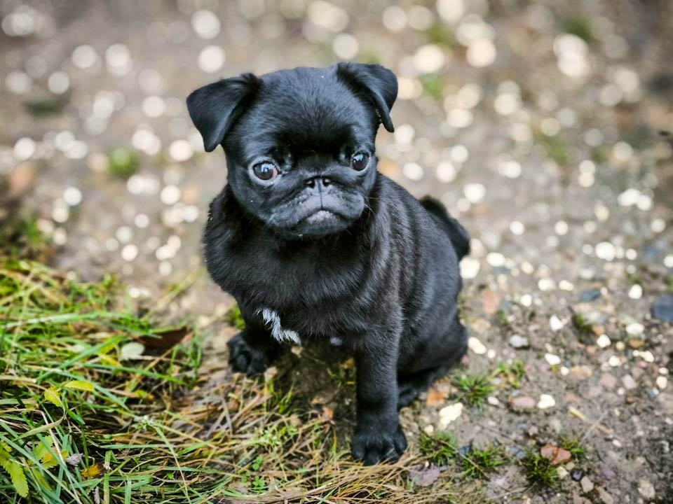 Как будут находить незарегистрированных животных в Московской области