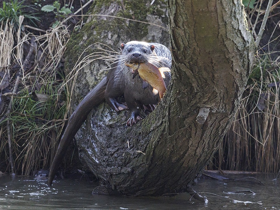 Выдры устроили «налет» на ногинских рыбаков и отобрали весь улов
