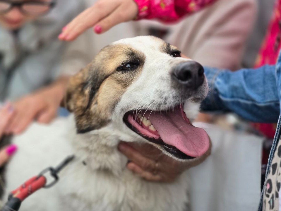 Человек собаке друг: в Подольске ищут волонтеров на выставку-пристройство