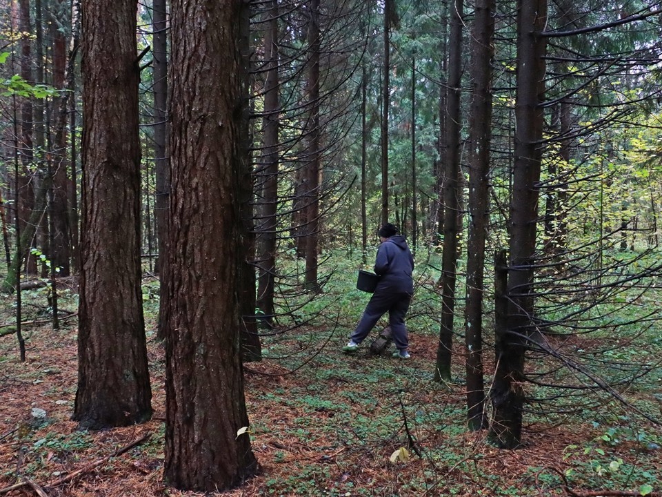 В Одинцовском округе в декабре продолжают находить рядовки