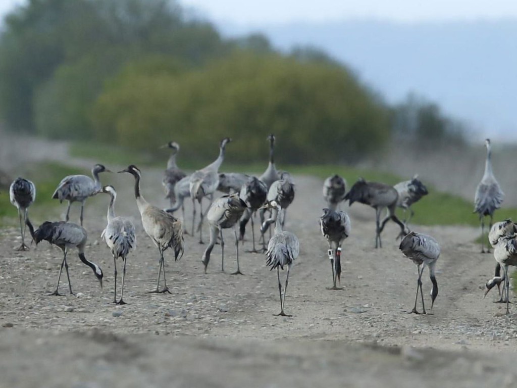 Спецустройство орнитологов отследило путь миграции журавлей из Талдома до Эфиопии