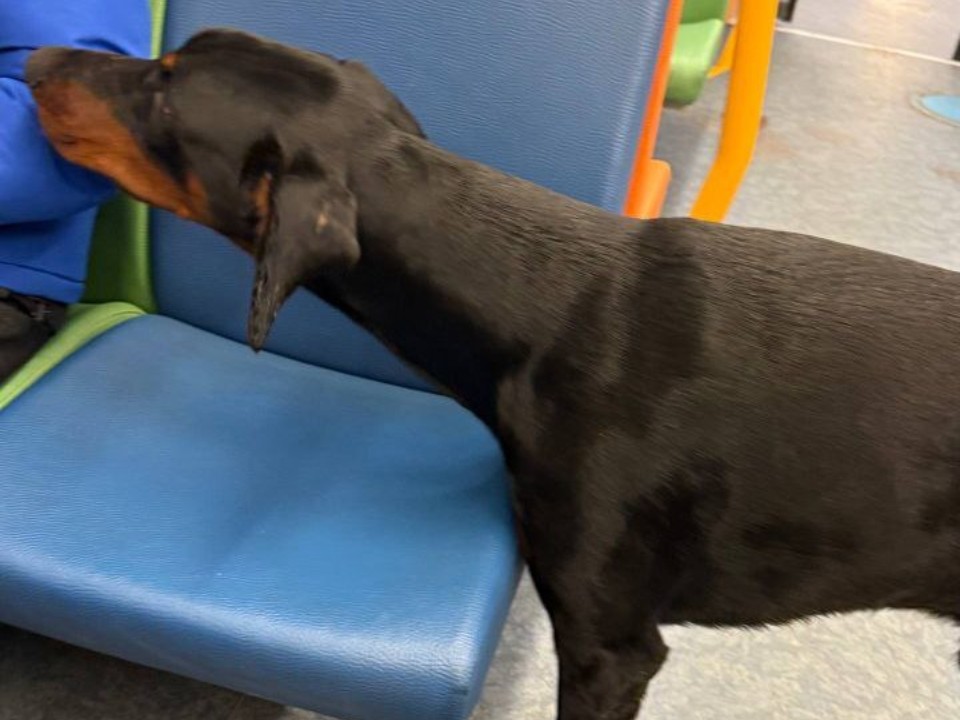 «Чей пес?»: в Рузском округе разыскивают хозяев добермана-потеряшки