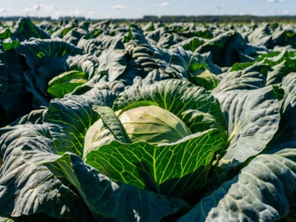 Как хранить капусту, если нет погреба: идеальный способ сохранить овощ свежим до весны