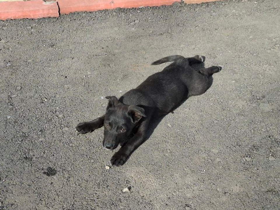 Видновчане могут зарегистрировать своих питомцев онлайн