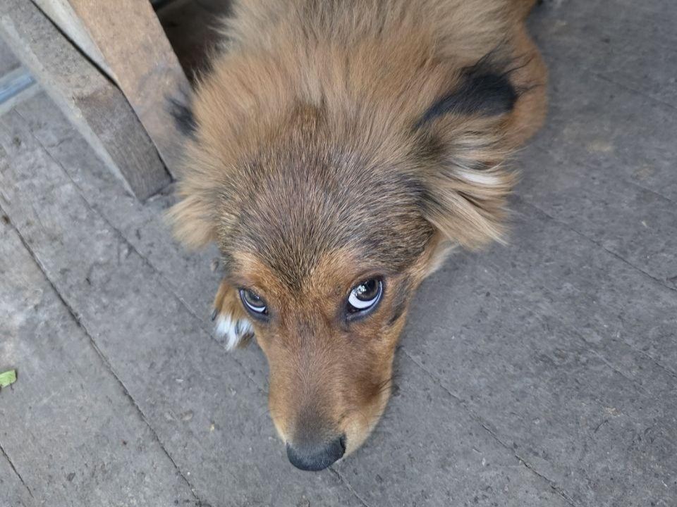 Как собака Пуфик из Долгопрудного стала любимцем морпехов на СВО и усыновила котят