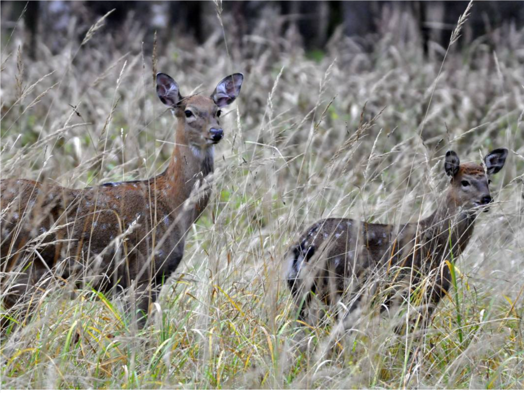 Туристы отметили, что грядет лучшее время для наблюдения за оленями в «Лосином острове»