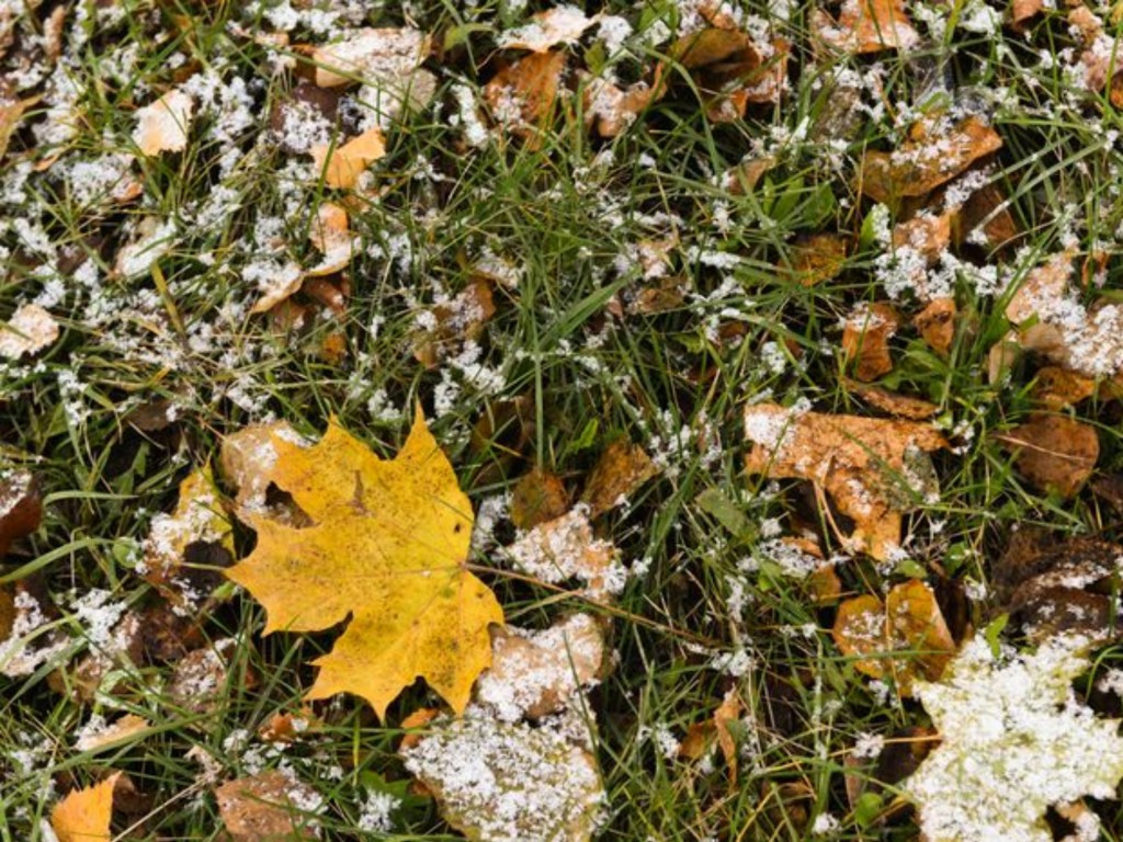 Теплый ноябрь продолжается? Быстрый прогноз Вильфанда на середину месяца