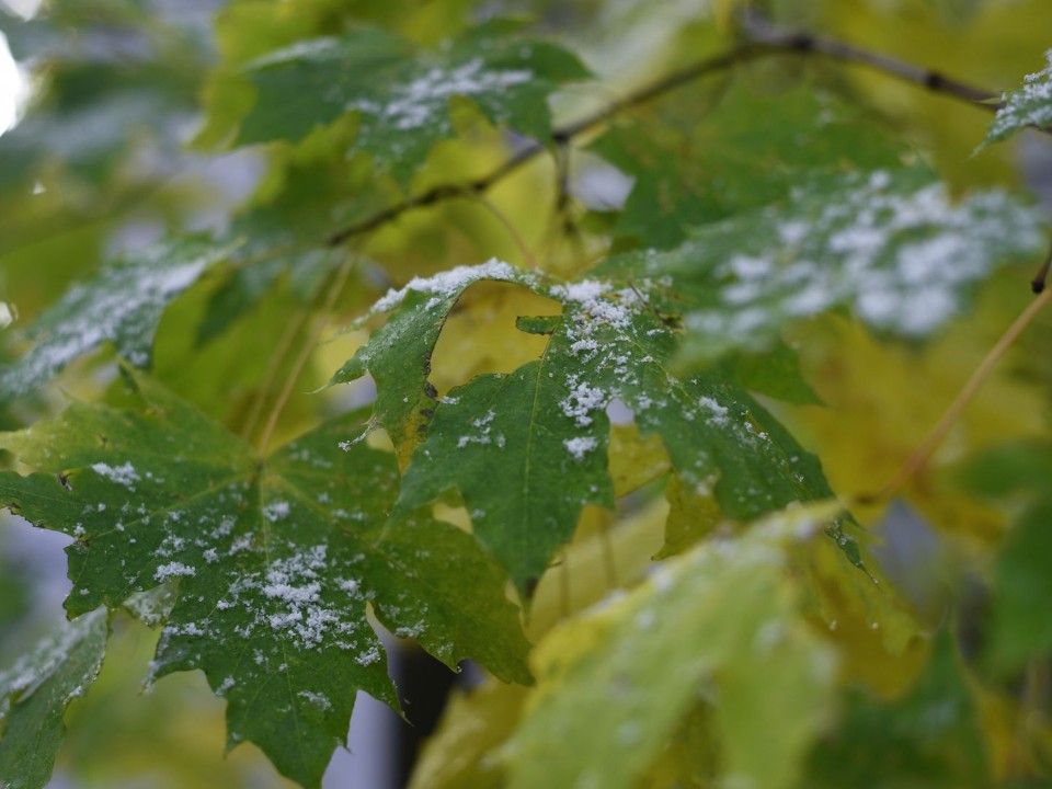 Синоптик назвала точные даты появления первого снега в Подмосковье