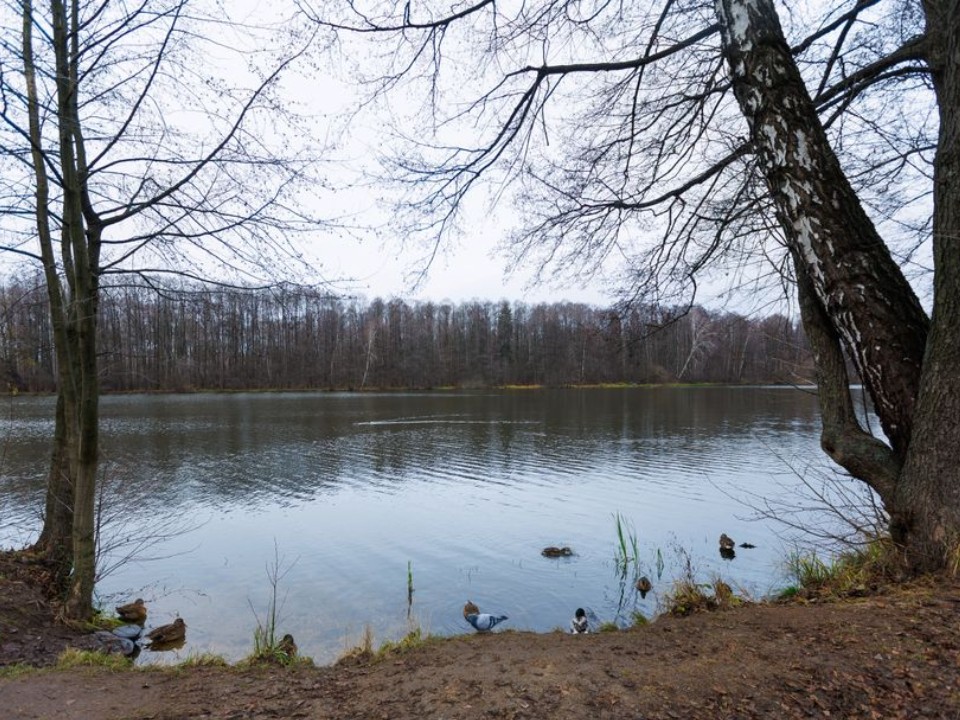 В Подмосковье проходит голосование за очистку прудов — узнайте, как поучаствовать