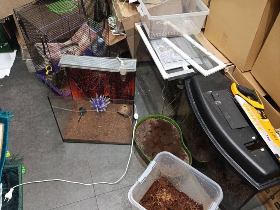 Состояние критическое: краснокнижных хамелеонов и питонов отобрали у любителя экзотики