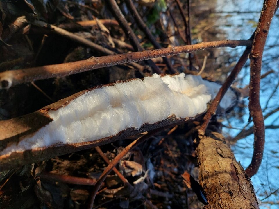 В Луховицах можно найти похожий на седые волосы гриб, но есть его нельзя