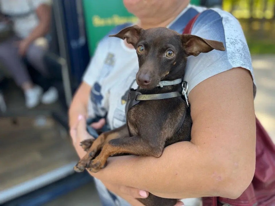 Жизнь питомца в ваших руках: почему так важно вовремя прививать животных и от каких болезней защищает вакцина