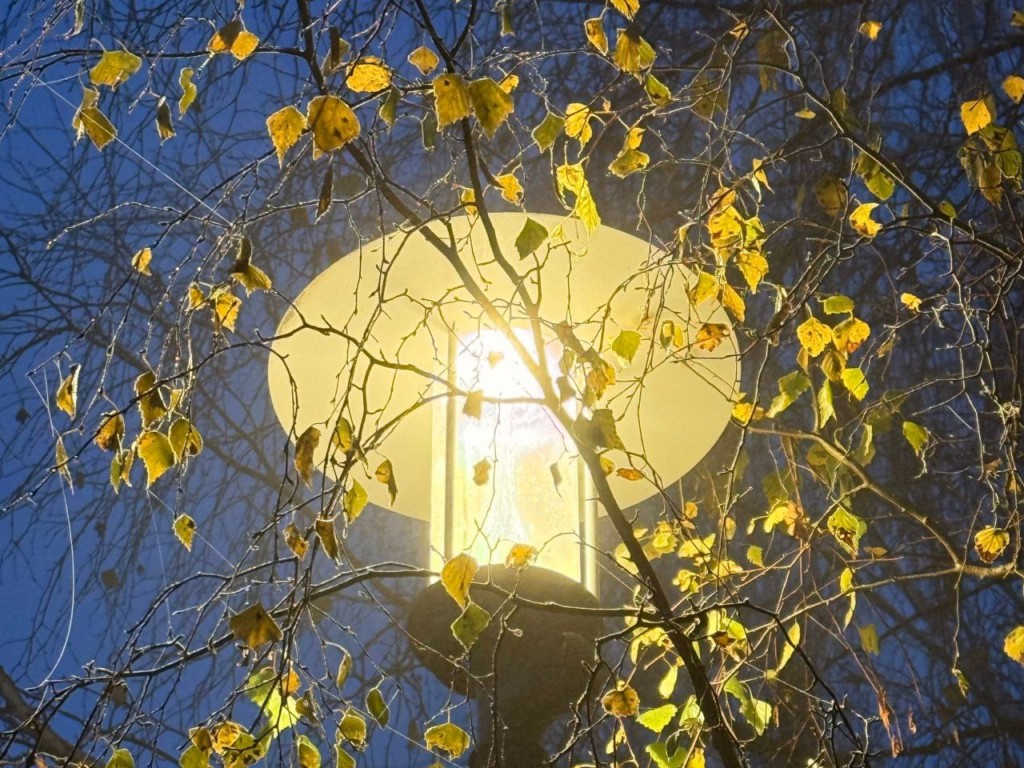 Секретный ритуал 12 ноября: если увидели синичку, то сделайте это немедленно, чтобы привлечь удачу