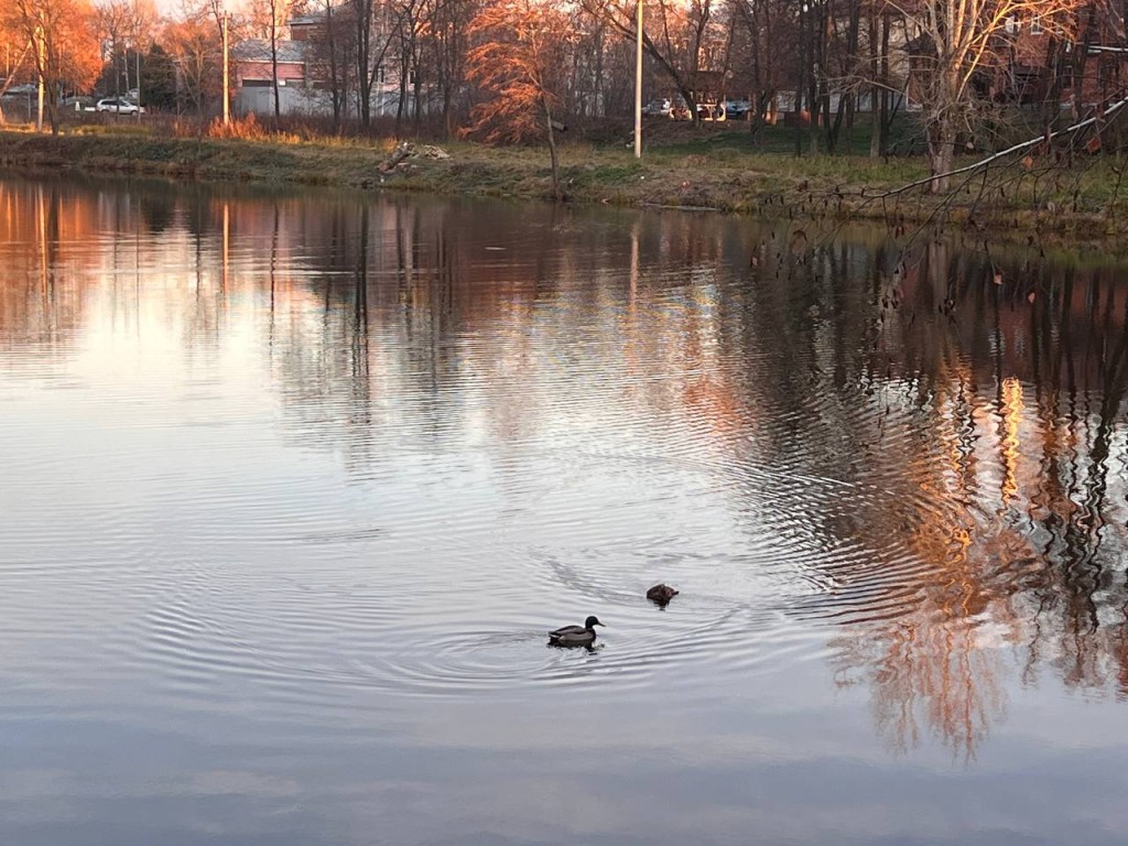 Осень не спешит уходить: какая погода ждет Шатуру в субботу, 29 ноября