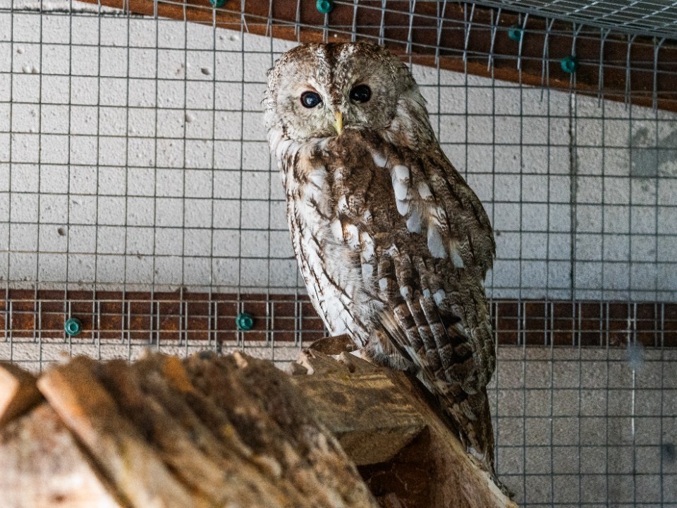 «Письмо из Хогвартса»: белая сова постучала в окно жителю Фабричного проезда