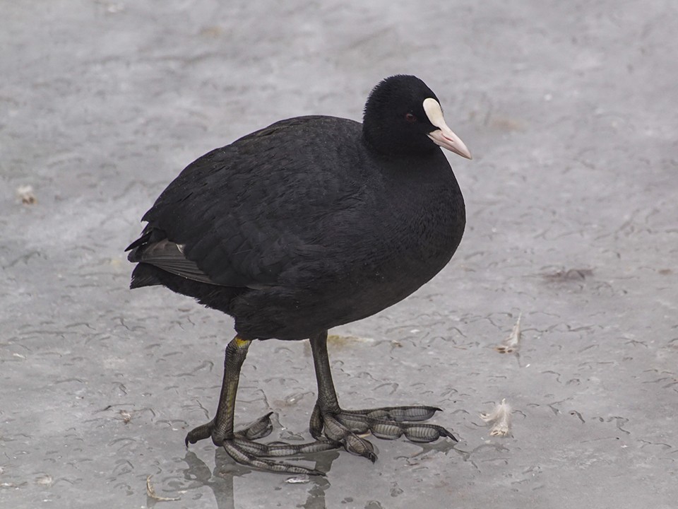 Жители Фрязина спасли лысуху, вмерзшую в лед на Барском пруду