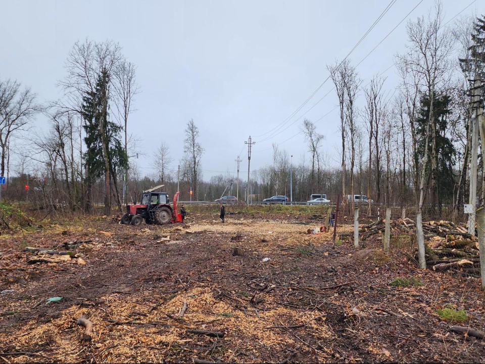 Опасные деревья убрали за одну ночь: как спасают свет в Новоселове