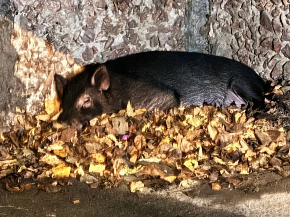 Купили мини-пига, получили свинью: драма брошенного поросенка в Егорьевске